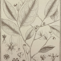 Meborea Guyannensis