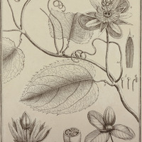 Passiflora Coccinea