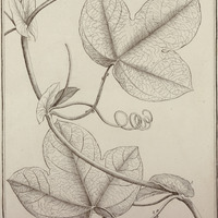 Passiflora Stipulata