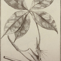 Dracuntium Hexandra