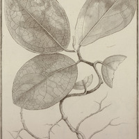 Quebitea Guyannensis