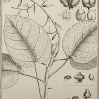 Omphalea Diandra