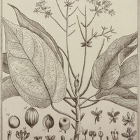 Hernandia Guyannensis