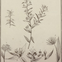 Tonina Fluviatilis