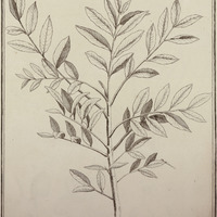 Simarouba Amara
