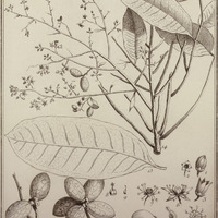 Simarouba Amara