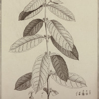 Siparuna Guyannensis