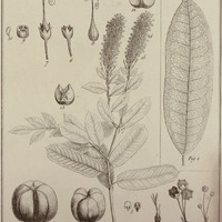 Mabea Piriri, Taquari