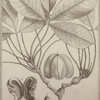 Hevea Peruviana