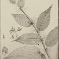 Pariana Campestris