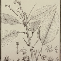 Croton Matourense