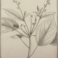 Croton Guyannense
