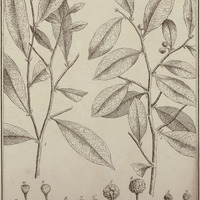 Piratinera Guyannensis