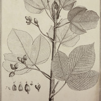 Pourouma Guyannensis