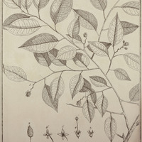 Mapronnea Guyannensis