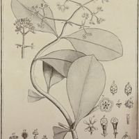 Quapoya Scandens