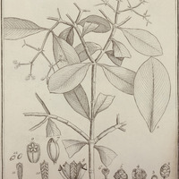 Quapoya Panapanari