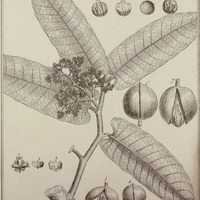 Virola Sebifera