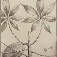 Carica Spinosa
