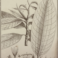 Triplaris Americana