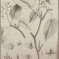 Begonia hirsuta