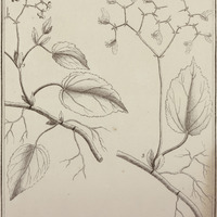 Beonia Glabra