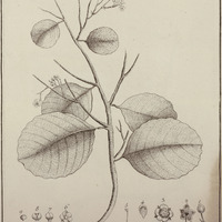 Tigarea Aspera