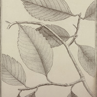 Tigarea Dentata