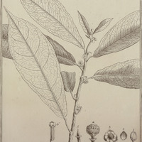 Mayna Odorata