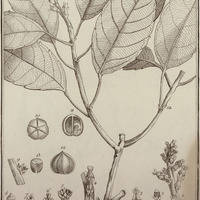 Coucevciba Guyannensis