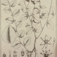 Conami Brasiliensis