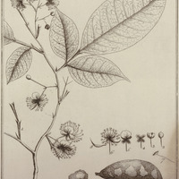 Possira Arborescens