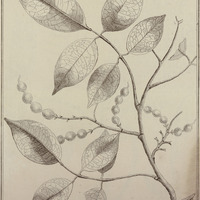 Coublandia Frutescens