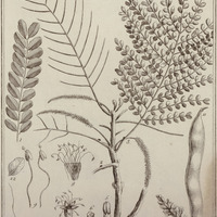 Mimosa Guyannensis
