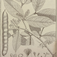 Mimosa Bourgoni