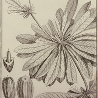 Pamea Guyannensis