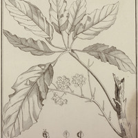 Panax Undalata