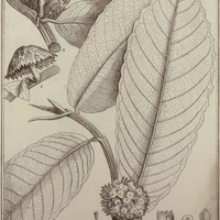 Perebea Guyannensis