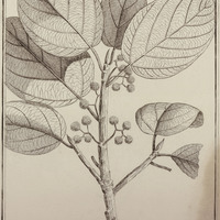Coussapoa Latifolia