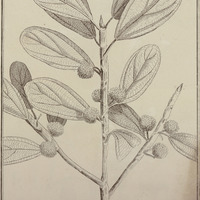 Coussapoa Angustifolia