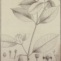 Tovomita Guyannensis