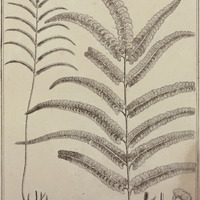 Adiantum Guyannense