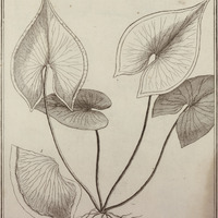 Adiantum Sagitatum