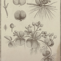Salvinia Auriculata