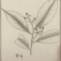 Icacorea Guyannensis