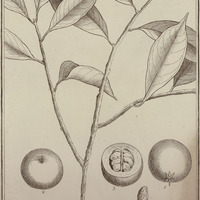 Managa Guyannensis