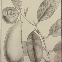 Minquartia Guyannensis