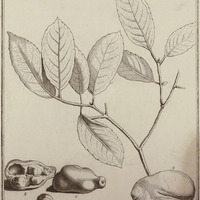 Macahanea Guyannensis