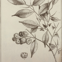 Ferolia Guyannensis
