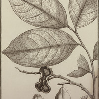 Voua-Rana Guyannensis